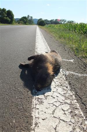 zrazený psík medvedíkovitý, Kamenica nad Cirochou, 14.8.2017
