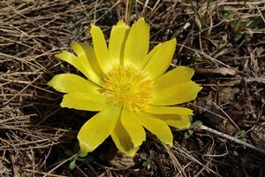 Adonis vernalis