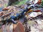 salamandra