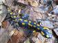 salamandra