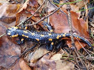 salamandra