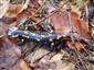 salamandra
