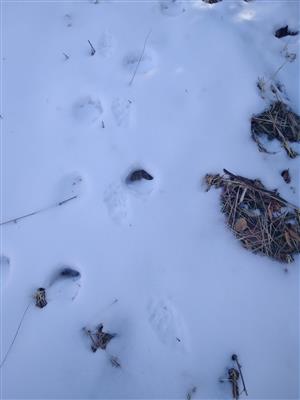 20180324_110204.png