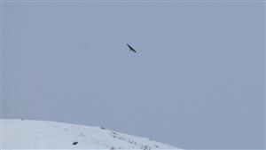 orol skalný Hlboká dolina