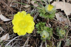 Adonis vernalis