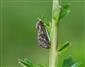 Hepialus fusconebulosa (de Geer, 1778)
