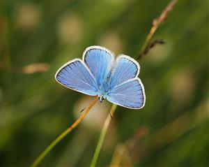 Polyommatus dorylas