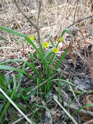 Gagea lutea