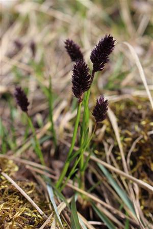Sesleria heufleriana