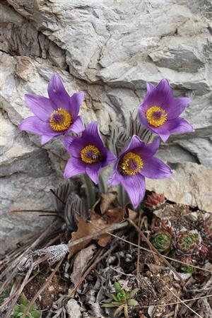 Pulsatilla grandis