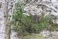 Taxus baccata