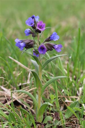 Pulmonaria angustifolia