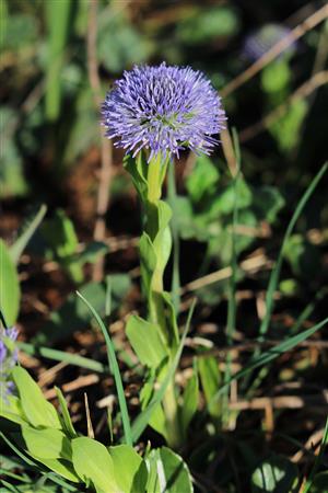 Globularia punctata