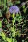 Globularia punctata