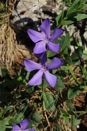 Vinca herbacea