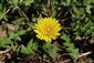 Taraxacum parnassicum