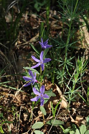Vinca herbacea