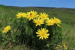 Adonis vernalis