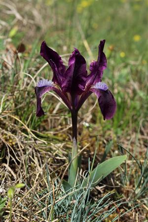 Iris pumila
