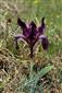 Iris pumila