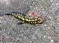 salamandra škvrnitá