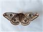 Saturnia pavonia (Linnaeus, 1758)