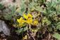 Corothamnus procumbens
