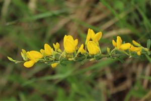 Corothamnus procumbens