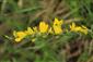 Corothamnus procumbens
