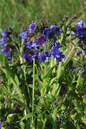 Pulmonaria angustifolia
