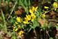 Corothamnus procumbens