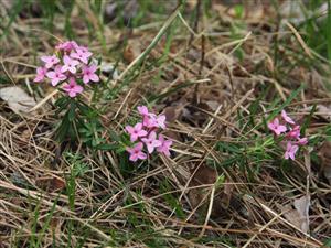 Daphne cneorum