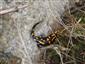 salamandra škvrnitá