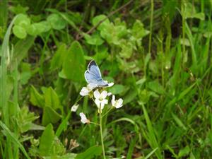 Celastrina argiolus (Linnaeus, 1758)