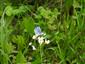 Celastrina argiolus (Linnaeus, 1758)