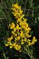 Corothamnus procumbens
