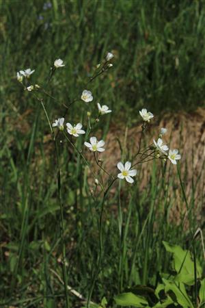 Eremogone micradenia