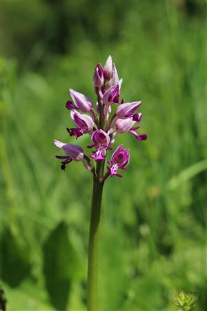 Orchis militaris