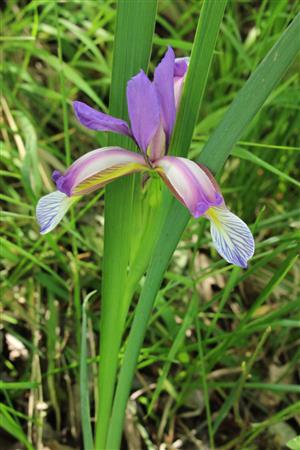 Iris graminea