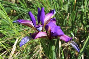 Iris graminea