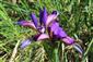 Iris graminea