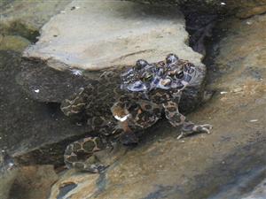 ropucha zelená (Bufo viridis)