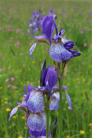 Iris sibirica