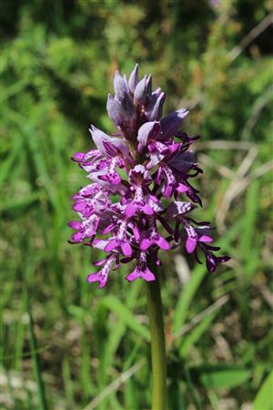 Orchis militaris