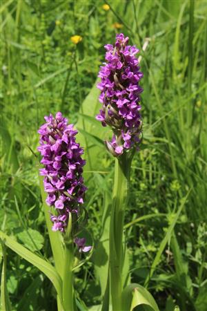 Dactylorhiza incarnata