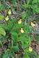 Cypripedium calceolus