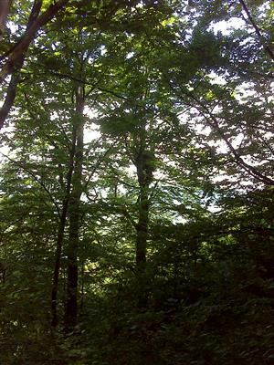 Hniezdo s 1 mláďaťom