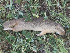 Spermophilus citellus