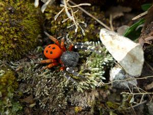 Eresus moravicus