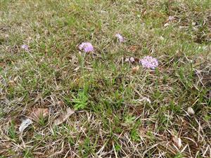 Primula farinosa